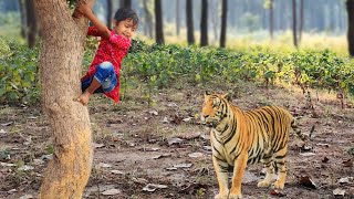 tiger attack man in the forest | tiger in jungle | tiger attack