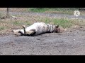 狼犬の落差が激しすぎるオンとオフ