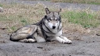 狼犬の落差が激しすぎるオンとオフ