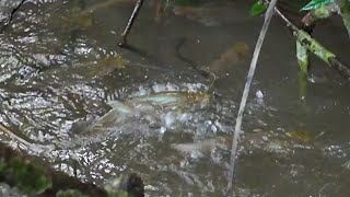 KAWANAN IKAN LAIS MEMANGSA IKAN IKAN KECIL