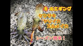 【エギング】美味いイカを釣る！ツツイカ（ケンサキイカ、ヤリイカ等）を狙ったおすすめライトエギングでイカ釣り