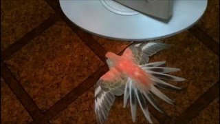 アキクサインコのモモちゃん ストーブ大好き Bourke's parrot