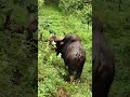 gavi ചോലയിൽ ഒരു കാട്ടു പോത്ത് 😮 sabarimali subscribe wildlife kerala nature shorts short