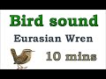 bird sound 5 eurasian wren