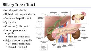 Biliary Tree -  M1 S10 Stomach, Liver, and Spleen