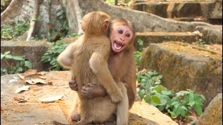 Meet Baloo: The Adorable Abandoned Stumptail Monkey Who Found Happiness and Friendship in the Wild!