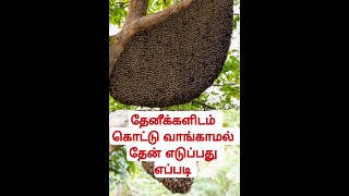 தேனீக்களிடம் கொட்டு வாங்காமல் தேன் எடுப்பது எப்படி#honey #wildhoney #honeycomb #honeyharvest