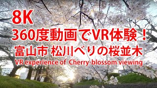 360度動画でVR体験！富山市 松川べりの桜並木 VR experience of  Cherry-blossom viewing from Toyama, Japan