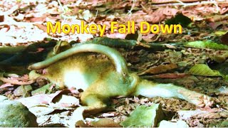 Million Pity Monkey fall down From  high Tree , Cambodia monkey