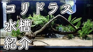 コリドラス水槽紹介 設備と草と魚をノープランで【アクアリウム】