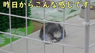 【クサガメ】弱って来たぴーたん【セキセイインコ】