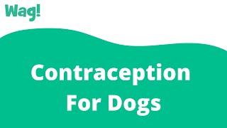 Contraception For Dogs | Wag!