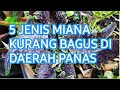 5 JENIS MIANA YG KURANG BAGUS UNTUK DATARAN RENDAH