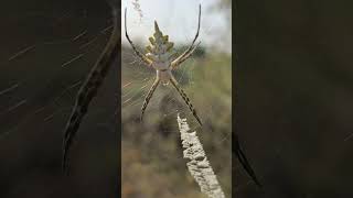 Signature of spider🕷#shorts #spider #signature #nature #short #youtubeshorts