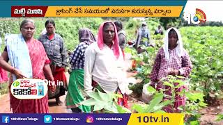 విత్తన పత్తి రైతు చిత్తు | Challenges Facing The Farmers Who Grow Cotton | 10TV Agri