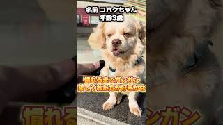 モテる仕草ってある？コメントで教えて！#犬 #愛犬 #ペット