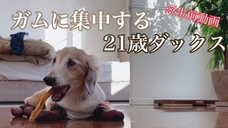 【生前の動画】21歳まで生きたダックス🐶アキレスボーンをひたすらカミカミする【歯が強すぎる犬｜元気すぎる老犬｜思い出の日常】