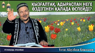 Қызғалдақ, адраспан неге өздігінен қалада өспейді? Ұстаз Абдулбахи Қожаханов