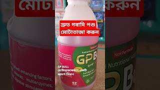 আপনার গরু দ্রুত মোটাতাজা করুন//GP BULL/25 December 2024