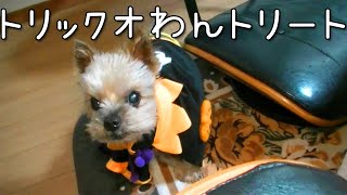 【ヨークシャテリア】再アップ・ハロウィン【Yorkshire terrier】