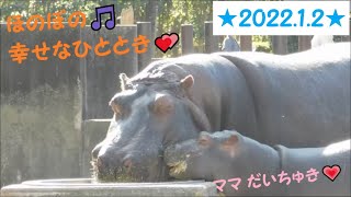 【カバ】仲良し親子の幸せなひととき♪　2022/1/2　とべ動物園