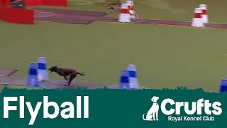 Flyball Round of 16 | Crufts 2026