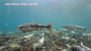 wild salmon 30sec vol 369 Winter Run Chum Salmon,Chitose River