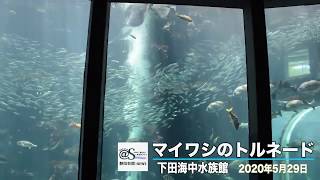 イワシ５千匹　“渦”でお迎え　下田海中水族館【静岡新聞／アットエス】