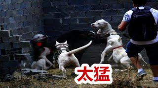 世界三大稀有猛犬，第二名捷克狼犬，第一名在新疆被发现