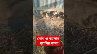 দেশি ও বয়লার মুরগির বাচ্চা।।।