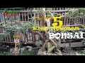 5 JENIS TANAMAN BONSAI