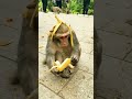 patali kamariya bole hay hay 🤣comedy video #shorts #monkeyfunny