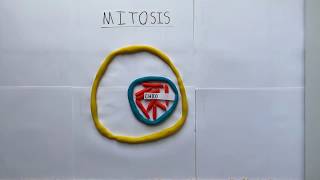 Mitosis Stop Motion