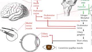 Anatomy of the accommodation reflex