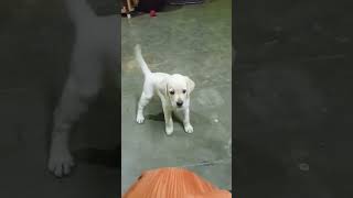 வீராக்கு ரொம்ப பசி காத்திருக்கவே முடியவில்லை 🥰😍#shorts# my labour puppy# veera's funny reactions