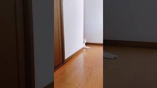 仕事に行くママを見送る柴犬#shorts #かわいい犬 #dog #shortvideo #cute #柴犬