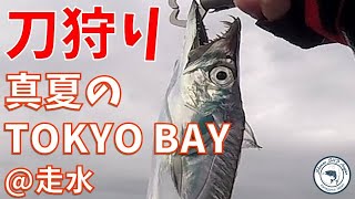 「刀狩り」真夏のTOKYO BAY @走水SUPフィッシング