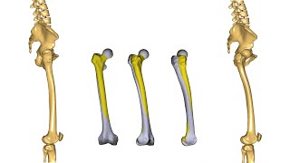 [Webcast] - Modeling subject-specific femoral torsion for the analysis of lower-limb joint loads