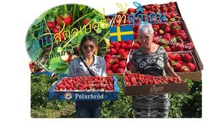 เก็บสตอเบอรี่ออร์แกนนิค🍓 ที่สวีเดน ลูกโต หวานมาก l Picking strawberries in Sweden