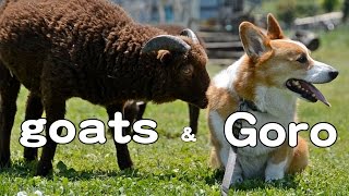 goats Vs. Goro / ヤギ対ゴローさん 20150514 Goro@Welsh corgi コーギー dog