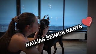 NAUJAS AUGINTINIS - DOBERMANAS