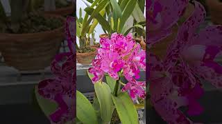 Cattleya amethystoglossa 멸종 위기 난