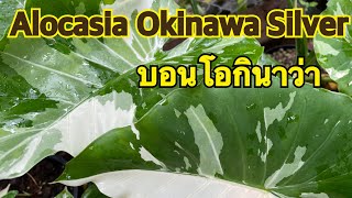 Alocasia Okinawa Silver บอนโอกินาว่าเลี้ยงยังไงให้โตไวให้หน่อดี ต้องดู‼️