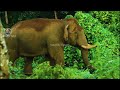 നാട്ടിലിറങ്ങിയ കാട്ടുകൊമ്പൻമാർ 🐘🐘😮 wildlife stories kaushik vijayan