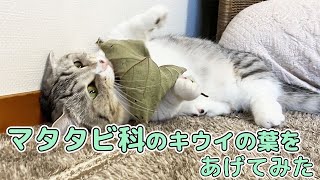 猫にマタタビ科のキウイの葉をあげてみたら...【短足マンチカン】