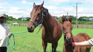 DERBY SERIES 2020優勝馬のふるさと／新生ファーム（ニュータウンガール号）