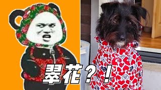 [CC SUB] Dog tries on raincoat and gets ridiculed by cats.