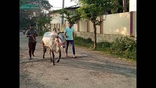 hangal suranga hori habba | brother of hangal saranga | saranga sambrajya | pp hori habba hangal