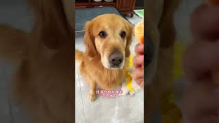 It really hurts Xixi Cute pets cute pets cute pet recommendation officer golden retrieve