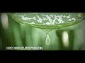 How is Aloe Vera Juice Made? Watch how Preserva Wellness Aloe Vera Juices are made